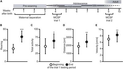 Behavioral Profiling in Early Adolescence and <mark class="highlighted">Early Adulthood</mark> of Male Wistar Rats After Short and Prolonged Maternal Separation
